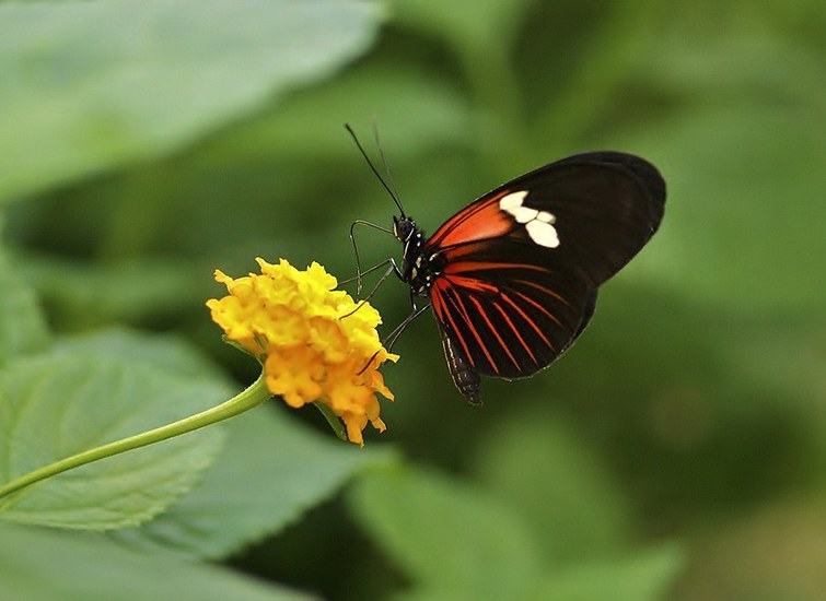 heliconius