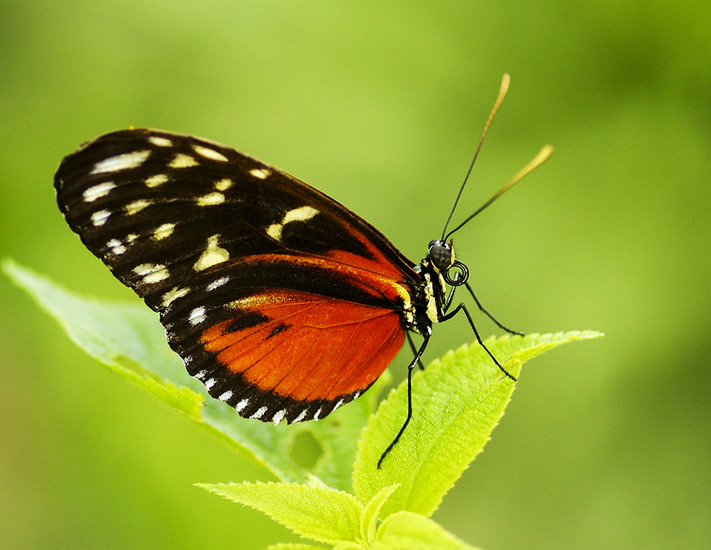 heliconius 2