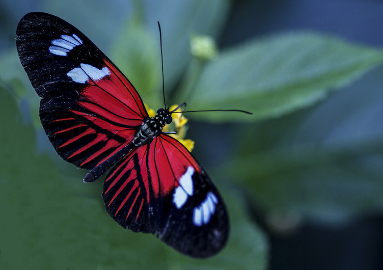 heliconius 3