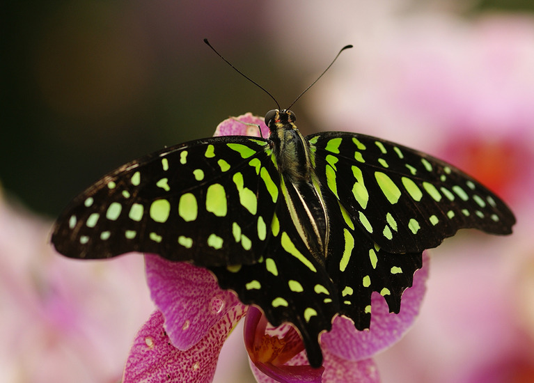 graphium