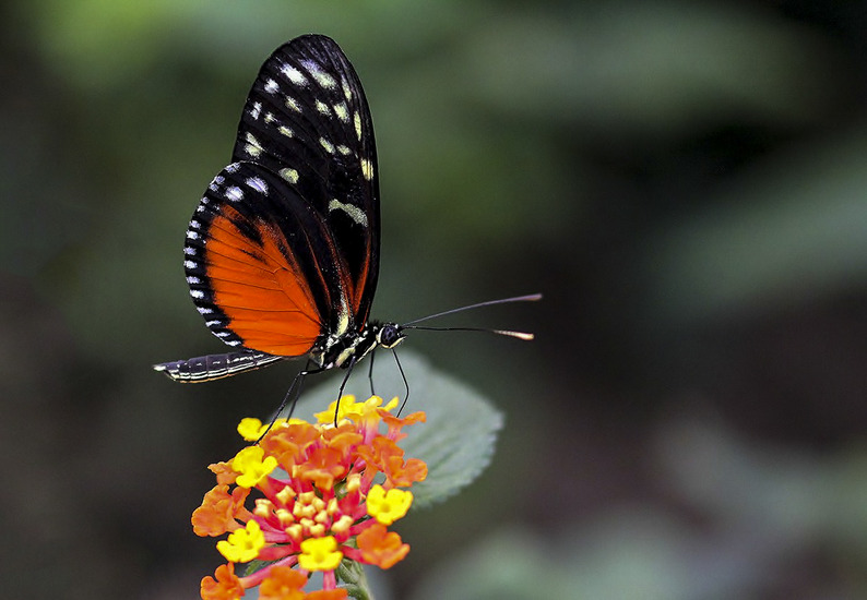 heliconius 6