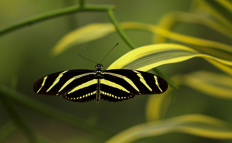 heliconius 4