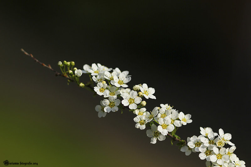 spirea