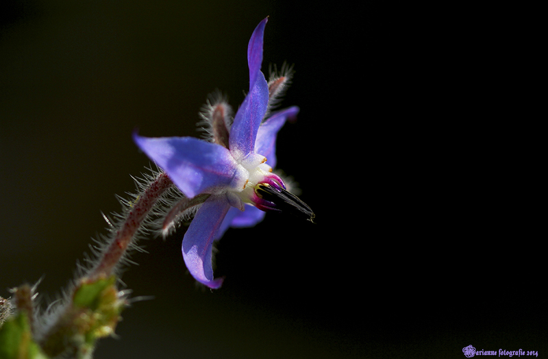 borago
