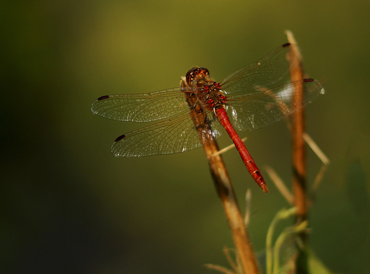 bloedrode heidelibel