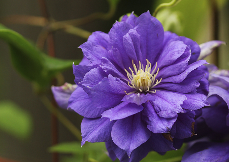 Clematis