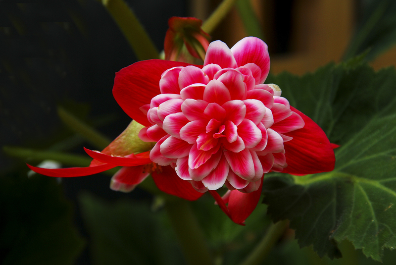 Begonia