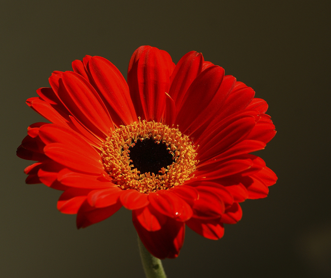Gerbera