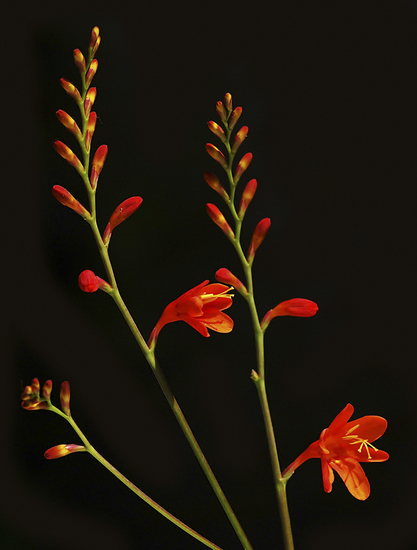 montbretia