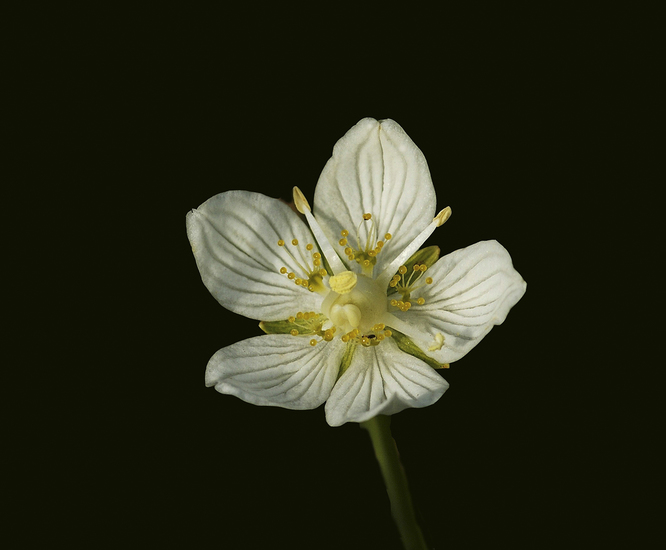 Parnassia