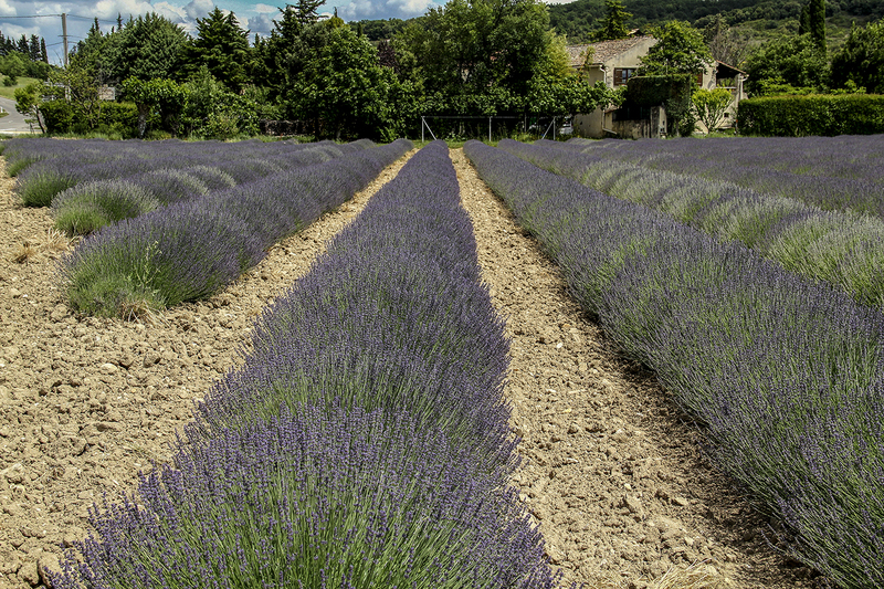 Lavendel