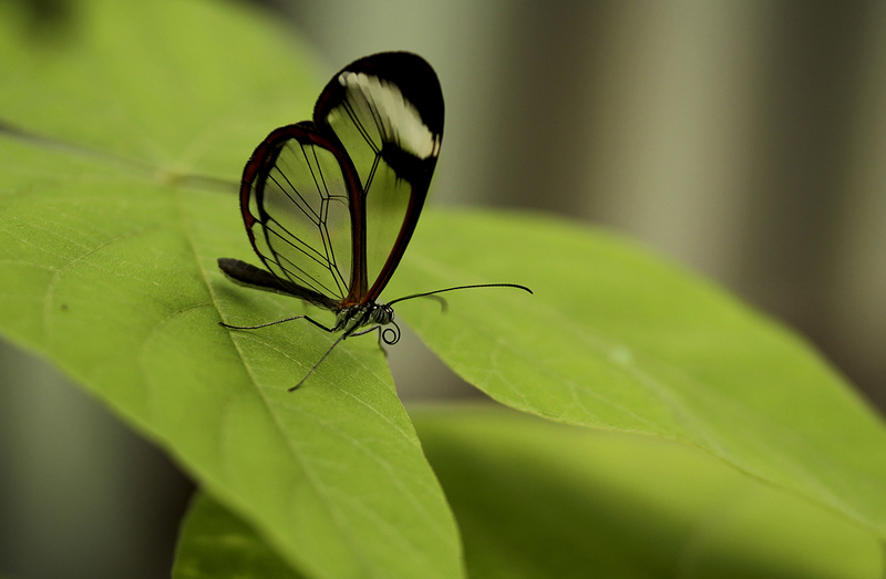 Glasvleugelvlinder 2