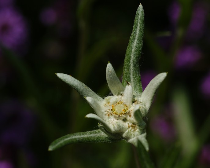 edelweis