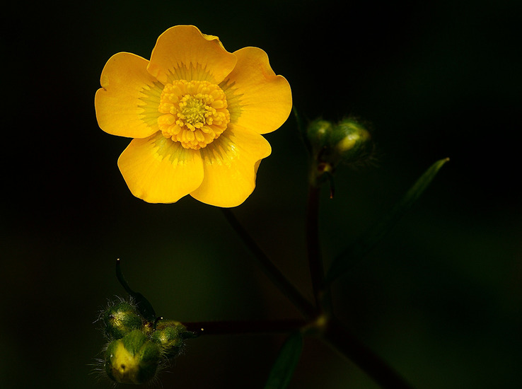 Gele akker boterbloem