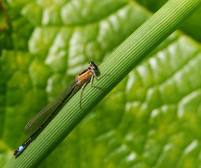 Tweekleurig juffertje