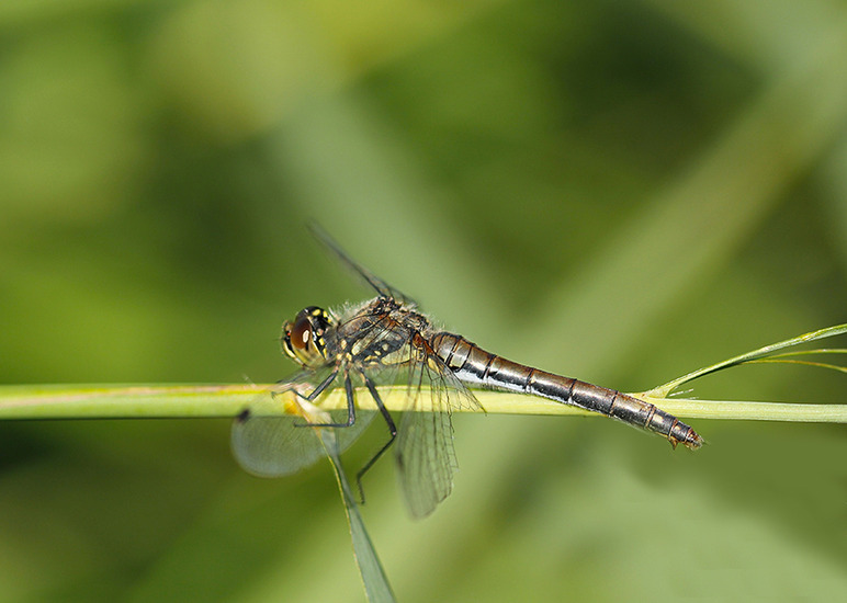 vrouwtje van de zwarte heidelibel
