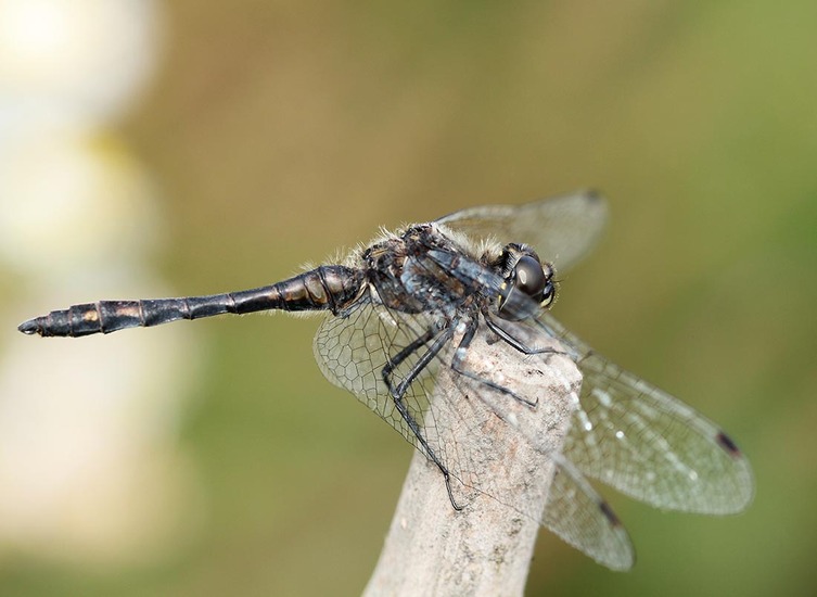 zwarteheidelibel