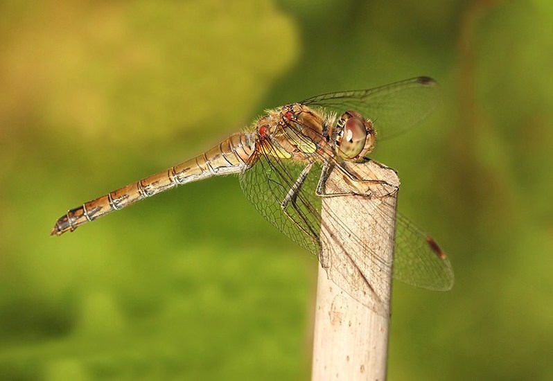 roodbruine heidelibel