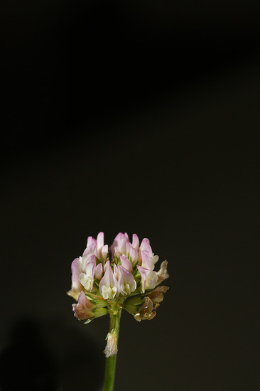 Lichte Basterdklaver