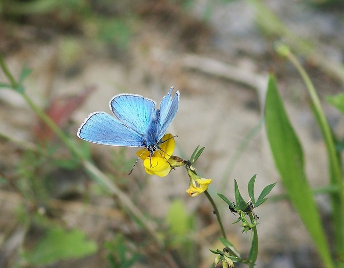 Kleine adonis blauwtje