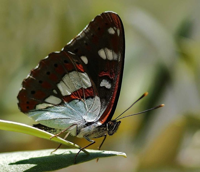 blauwe ijsvogelvlinder