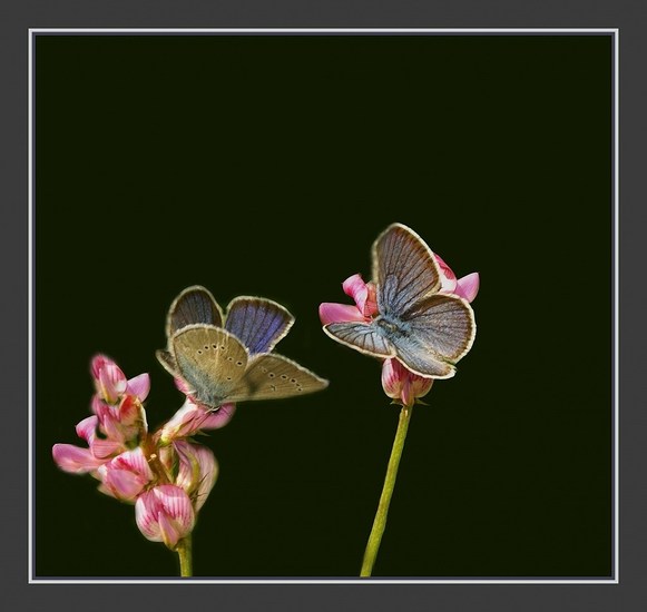 blazenstruikvlinders