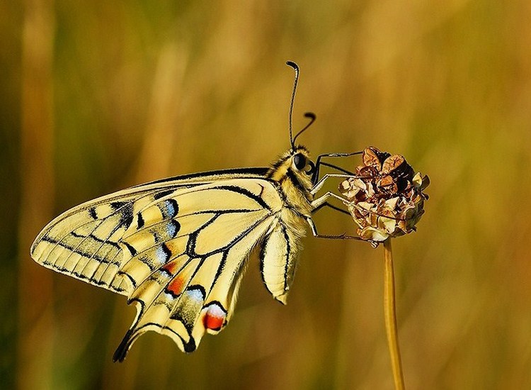 zuidelijke koninginnenpage