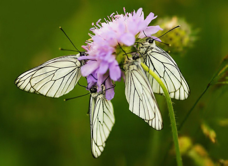 groot geaderde witjes