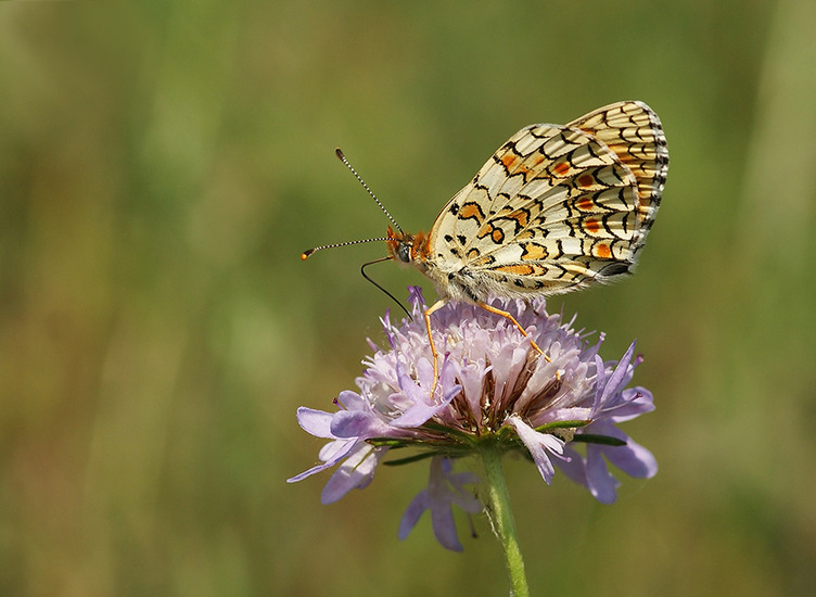 knoopkruid parelmoervlinder