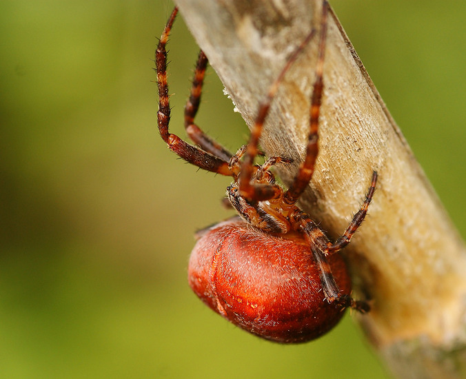 araneus spin