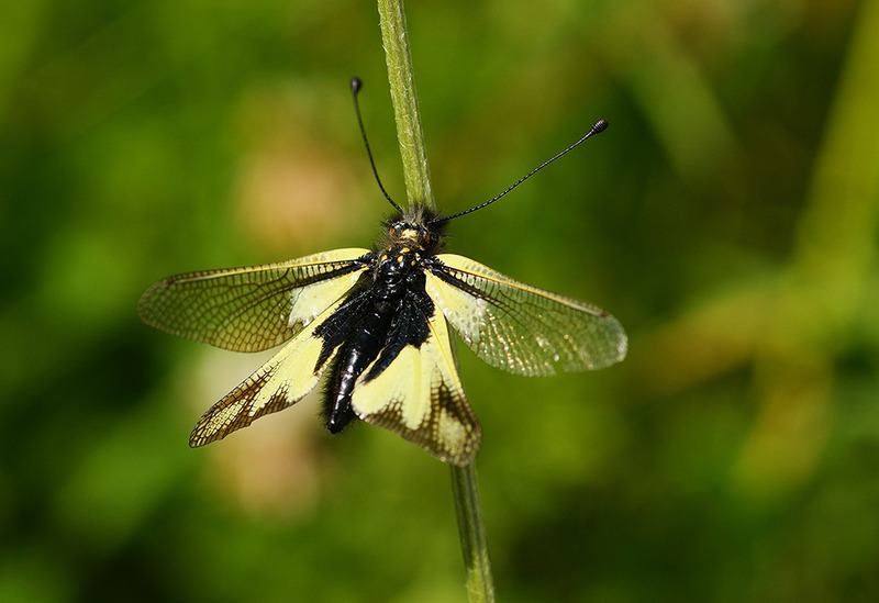 libelloides longicornis