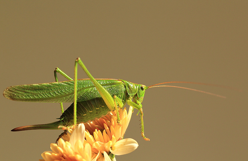 Grote groene sabelsprinkhaan