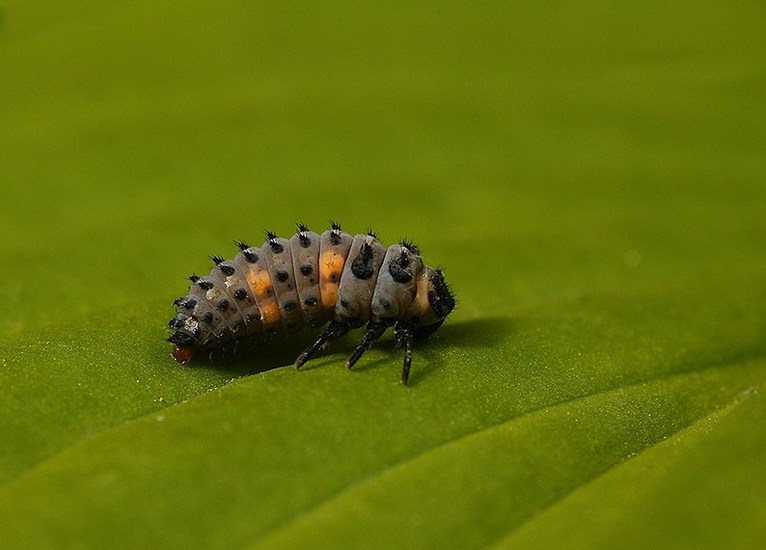 Larf van het lieveheersbeeestje