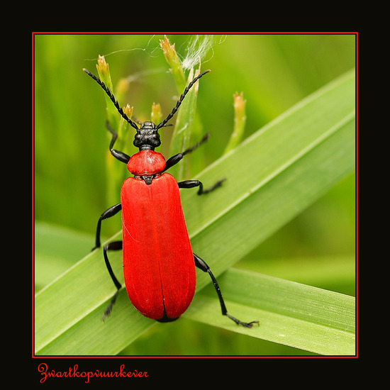 zwartkopvuurkever