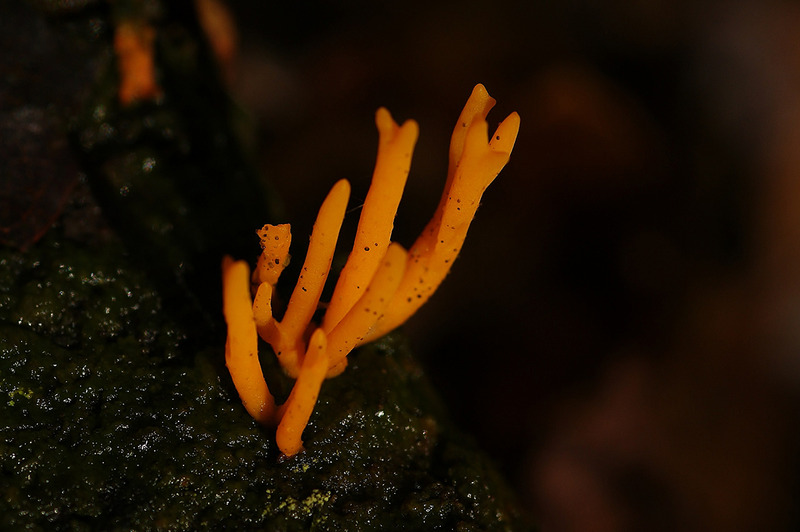 Kleverig koraalzwammetje