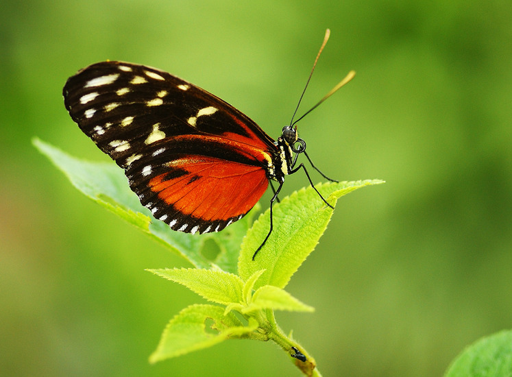 Heliconius