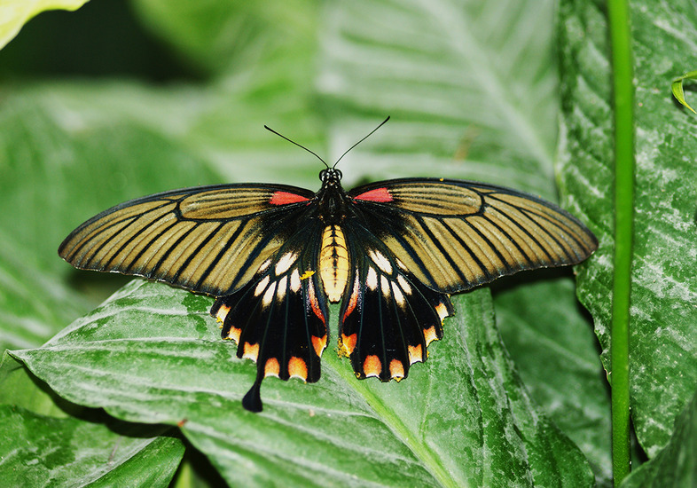 Papilio memnon