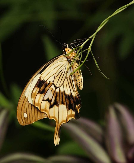 Papilio dardanus