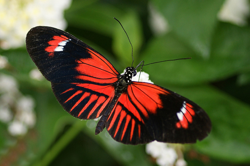 Heleconius melpone 2