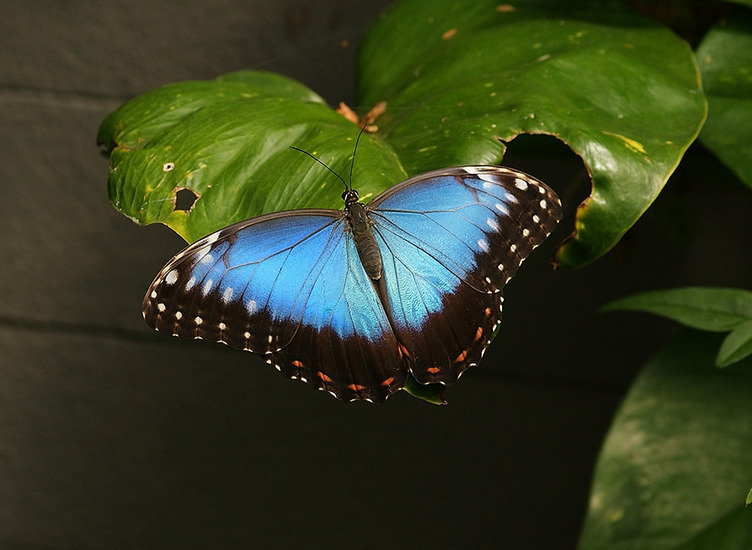 Morpho peleides