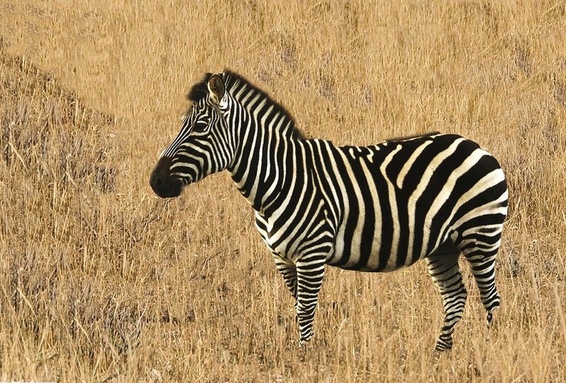 Zebra