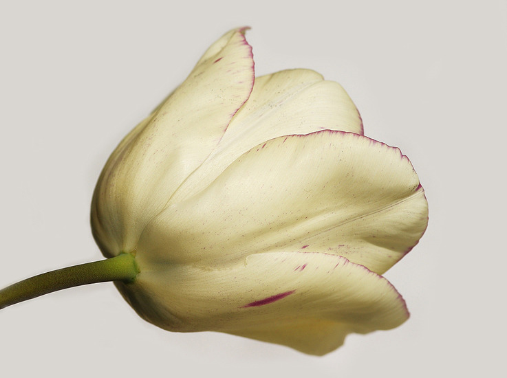 De Tulp
