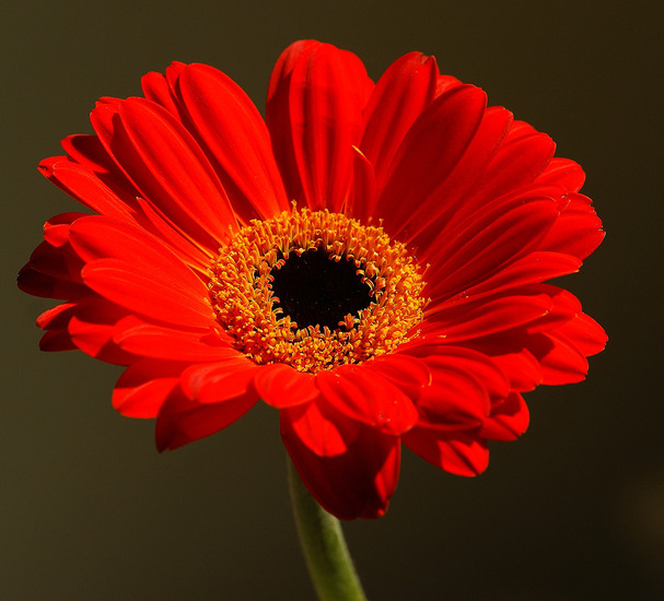 Gerbera