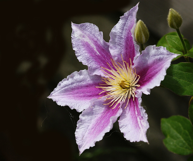 Clematis