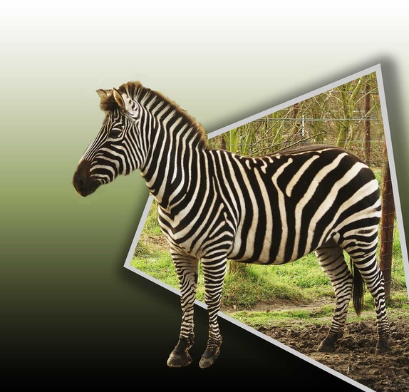 Zebra