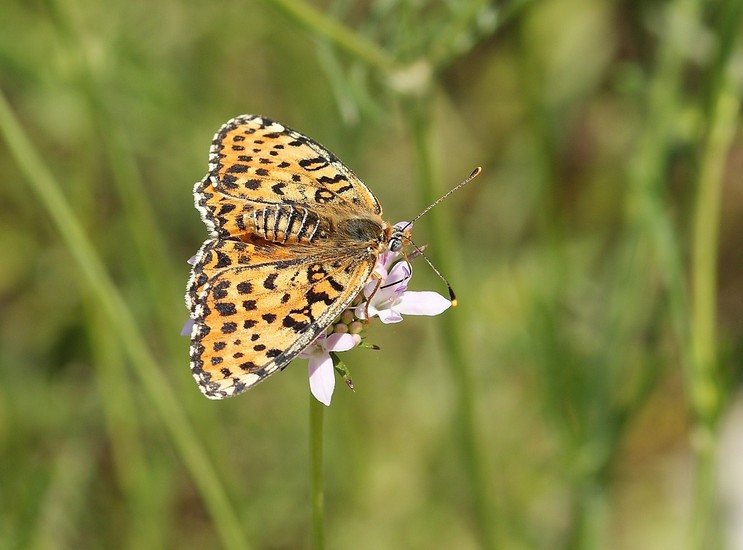 Tweekleurige parelmoervlinder