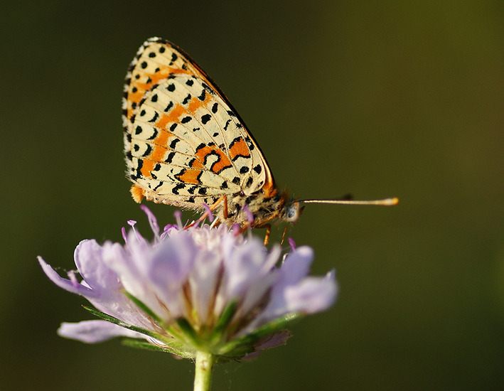 Tweekleurige parelmoervlinder 2