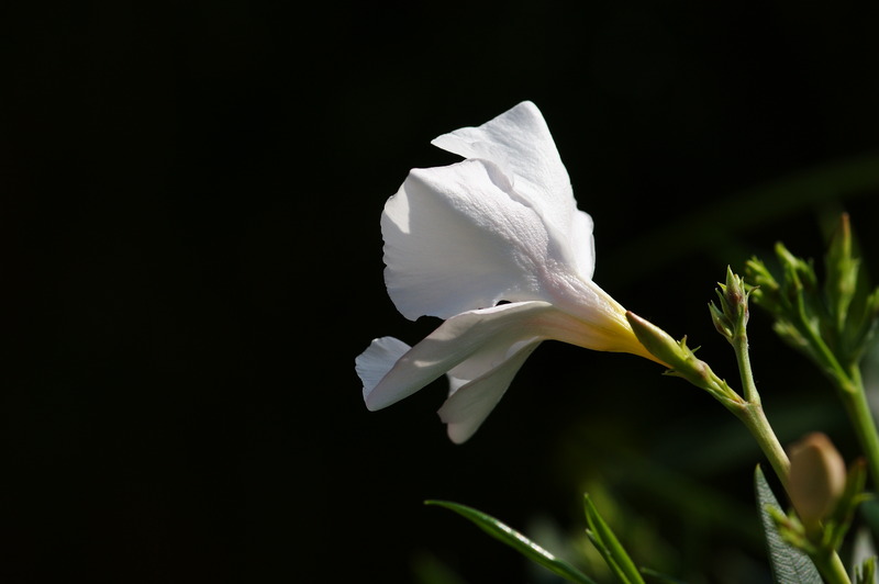 Witte oleander 2