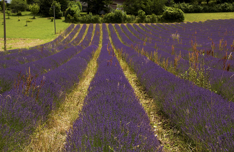 Lavendel