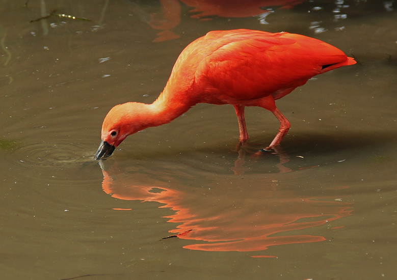 flamingo